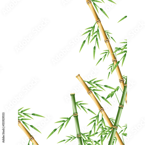 bamboo forest set. spa nature. plant tree with leaves. vector illustration