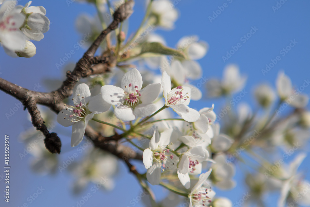 White Spring Blossoms on Blue Sky