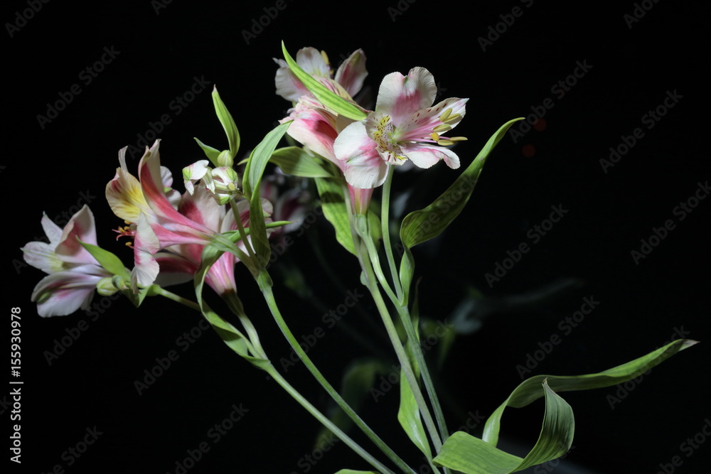 Obraz premium Alstroemeria. Red, yellow and purple flowers. Photographed close-up. On a black background