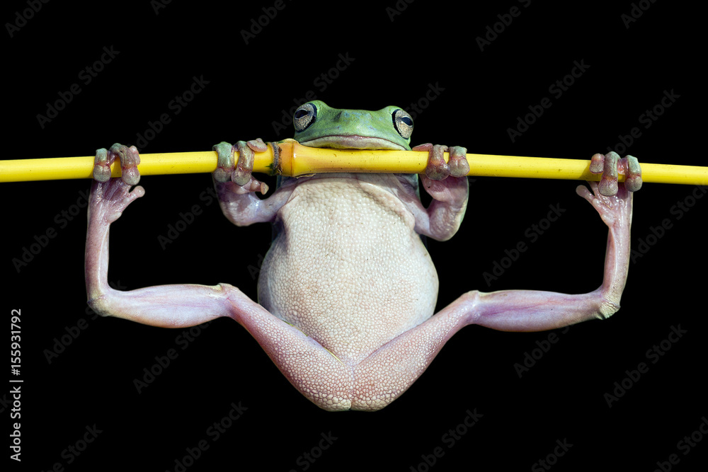 Naklejka premium Przysadzista żaba
