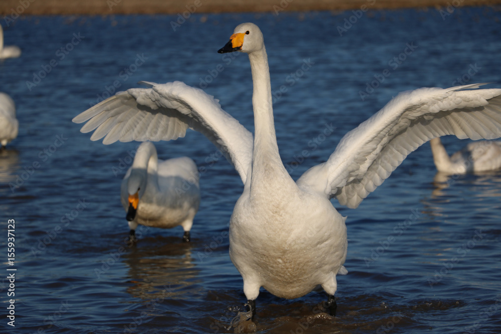 Fototapeta premium 白鳥