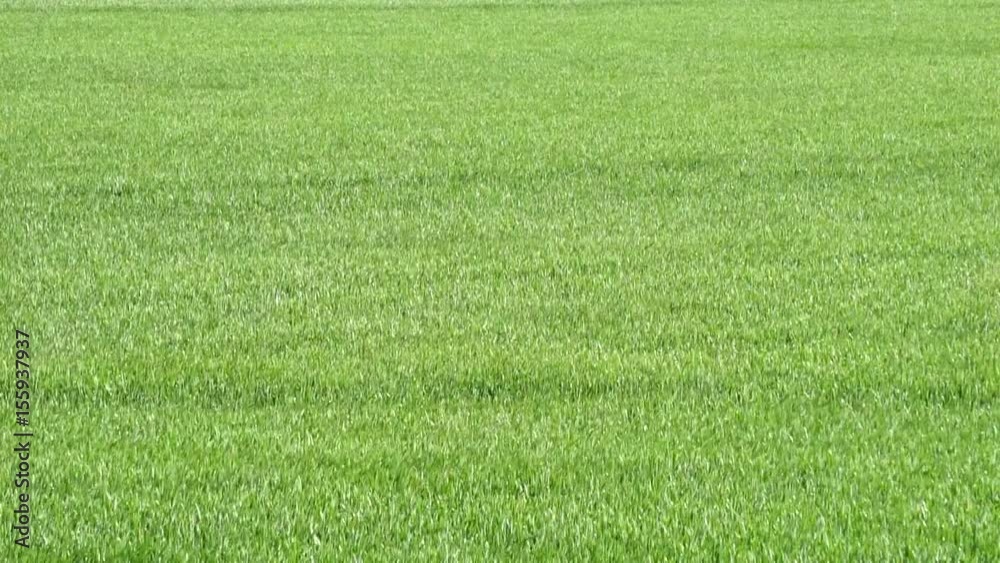 junges grünes getreidefeld im wind