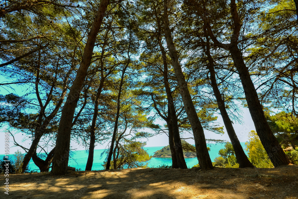 Fototapeta premium trees, view