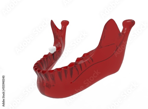 Photography 3d illustration of mandible with tooth