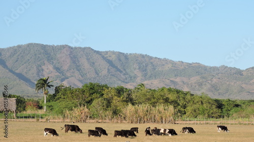 vacas, montaña © otoniel