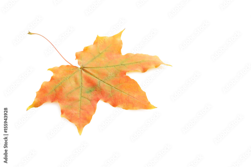 Autumn leaf isolated on white background Autumn leaf isolated on white background