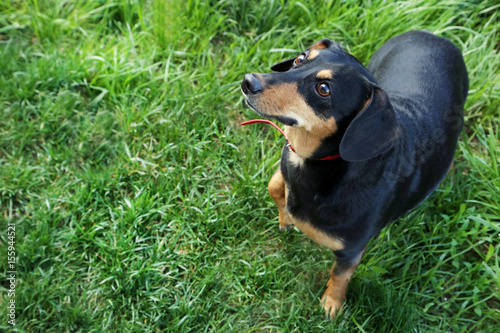 Black dachshund on green grass