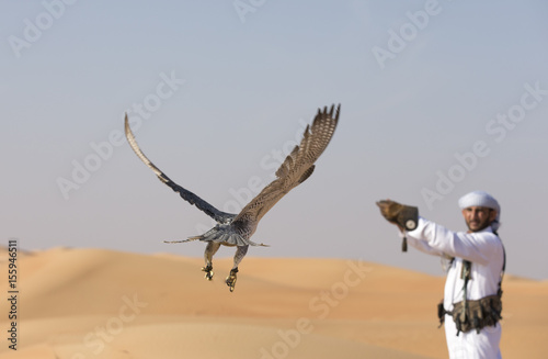peregrine falcon flying towards his trainer