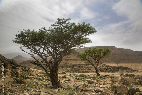 Obraz na plátně frankincense trees