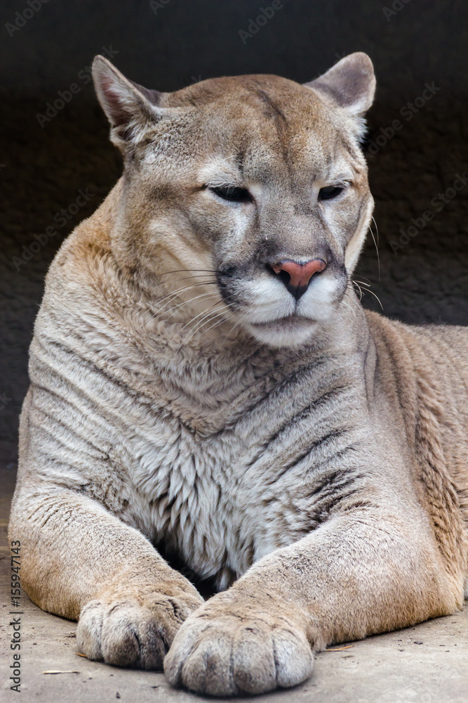 Naklejka premium Puma (mountain lion, Cougar) is the fourth largest cat in the world, larger than only the tiger, lion and Jaguar.