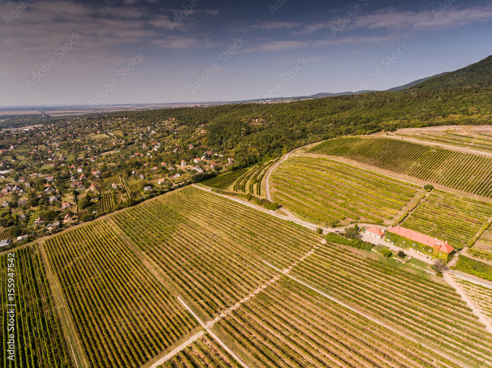 Vineyard from bird eye view
