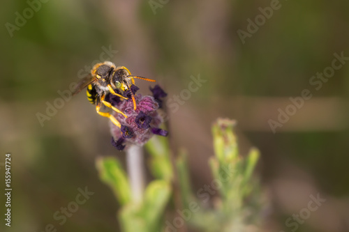 Nomada subcornuta, a species of bee in its natural environment. photo