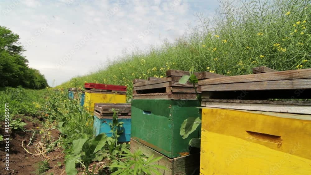 stationary view of row of colorful beehives near a green field of yellow canola flowers with bees swarming around them and blue sky stationary view of row of colorful beehives near a green field of yellow canola flowers with bees swarming around them and blue sky