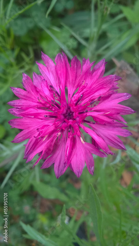 cornflower pink