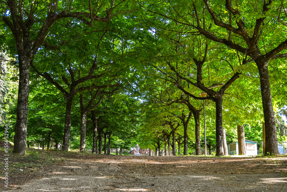 Avenue of trees