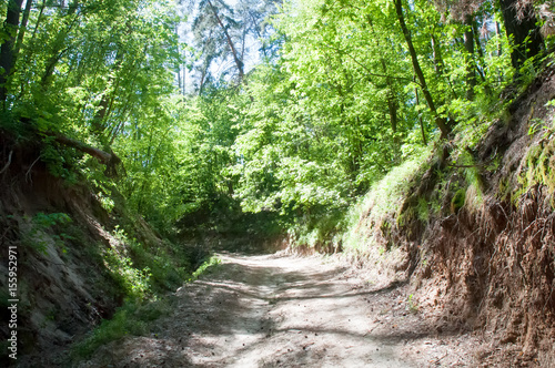 Dirt road in spring green forest .