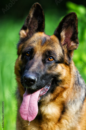 Portrait german shepherd dog in the grass