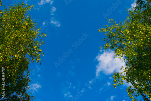 Fototapeta Naklejka Na Ścianę i Meble -  sky and trees