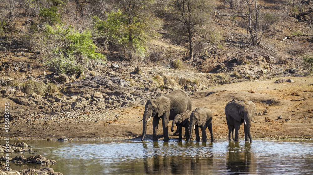 Obraz premium African bush elephant in Kruger National park, South Africa