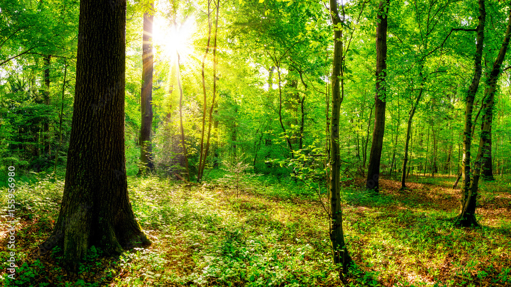 Sonnenaufgang im Wald