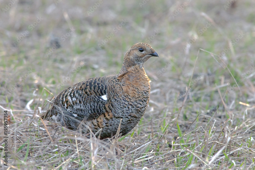 partridge early morning walks in the fields partridge early morning walks in the fields