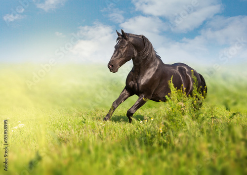 Fototapeta Naklejka Na Ścianę i Meble -  Black horse runs on a green field on clouds background