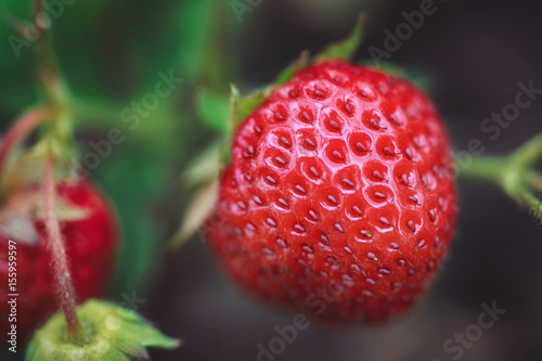 Strawberry On Bush macro shot