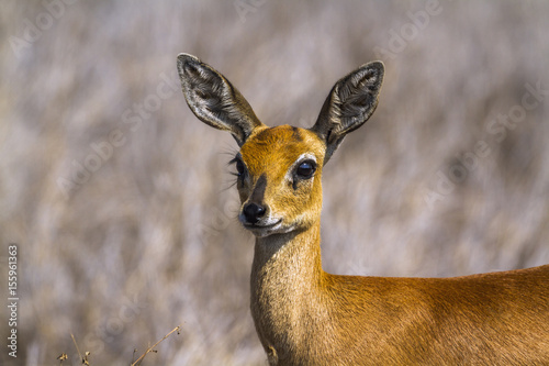 Common duiker in Kruger National park, South Africa photo