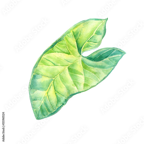 A leaf of a tropical plant. Syngonium aroids is an ampel plant, a liana. Watercolor illustration. Isolated flower. photo