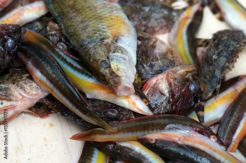 Misto di pesce fresco. Crudo appena pescato. photo