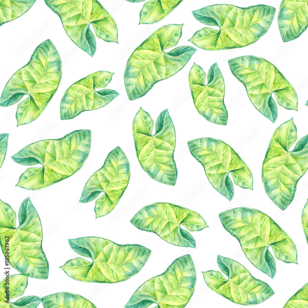 A leaf of a tropical plant. Syngonium aroids is an ampel plant, a liana. Watercolor illustration. Texture for scrapbooking, wrapping paper, textiles, web page, wallpapers, surface design, fashion A leaf of a tropical plant. Syngonium aroids is an ampel plant, a liana. Watercolor illustration. Texture for scrapbooking, wrapping paper, textiles, web page, wallpapers, surface design, fashion