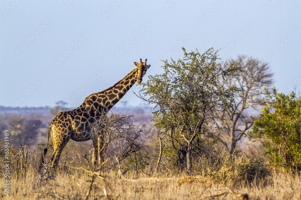 Fototapeta premium Giraffe in Kruger National park, South Africa