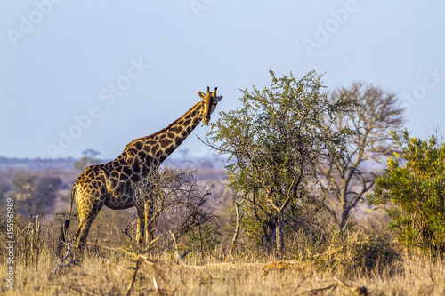 Giraffe in Kruger National park  South Africa