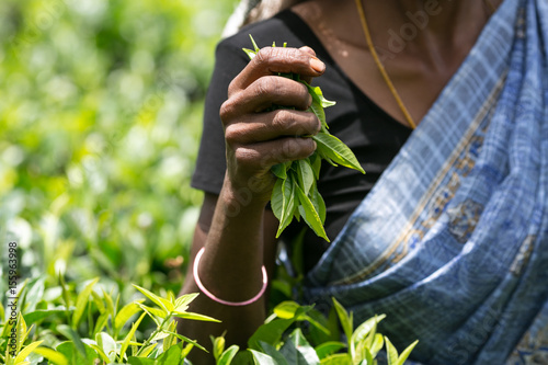 Asian tea picker holding in her hands freshly picked green tea leaves