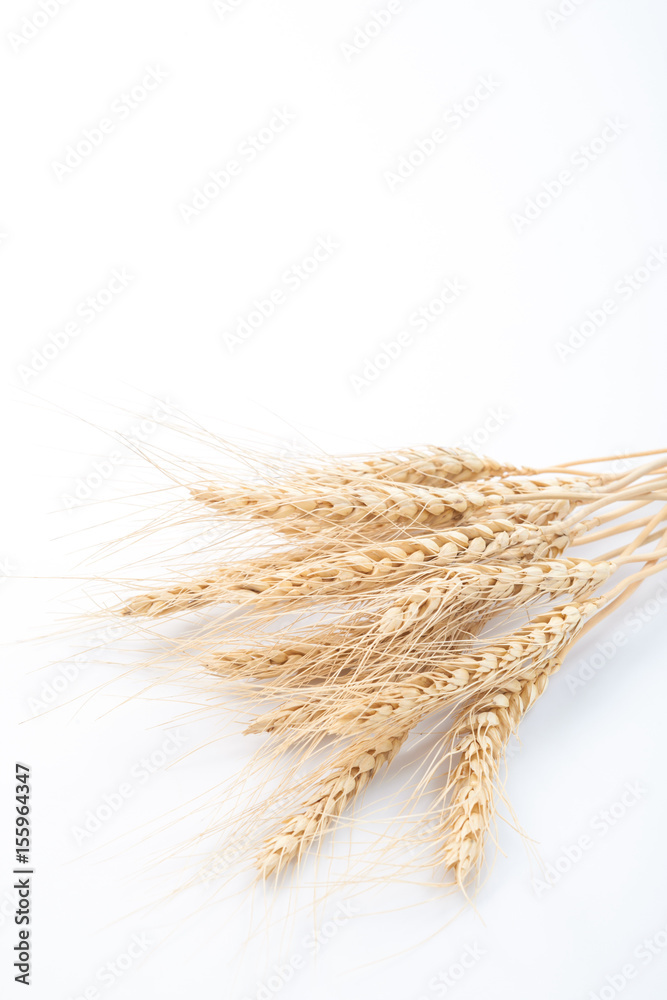 Wheat ears on white background.