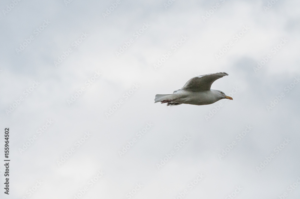 Möwe gleitet am Himmel Möwe gleitet am Himmel