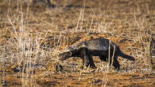 Honey badger in Kruger National park  South Africa