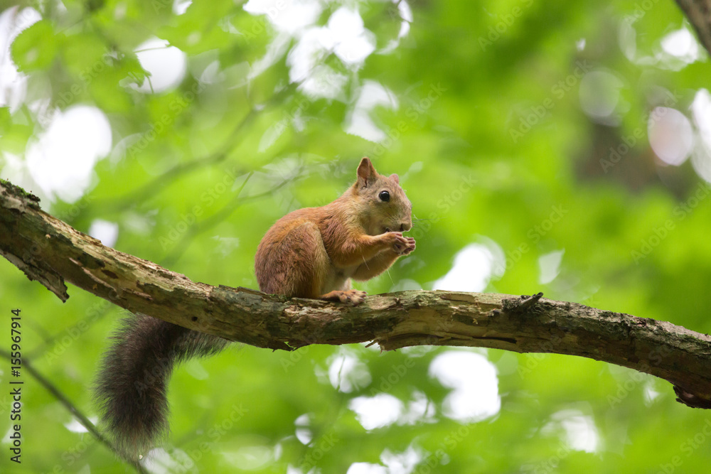 Red squirrel on a branch on a background of green foliage Red squirrel on a branch on a background of green foliage