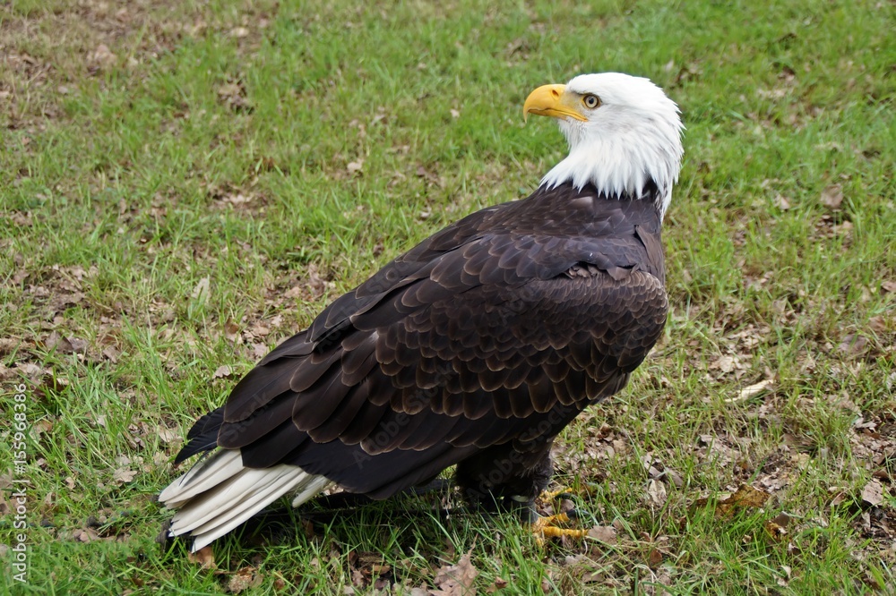 Weißkopfseeadler (Haliaeetus leucocephalus) Weißkopfseeadler (Haliaeetus leucocephalus)