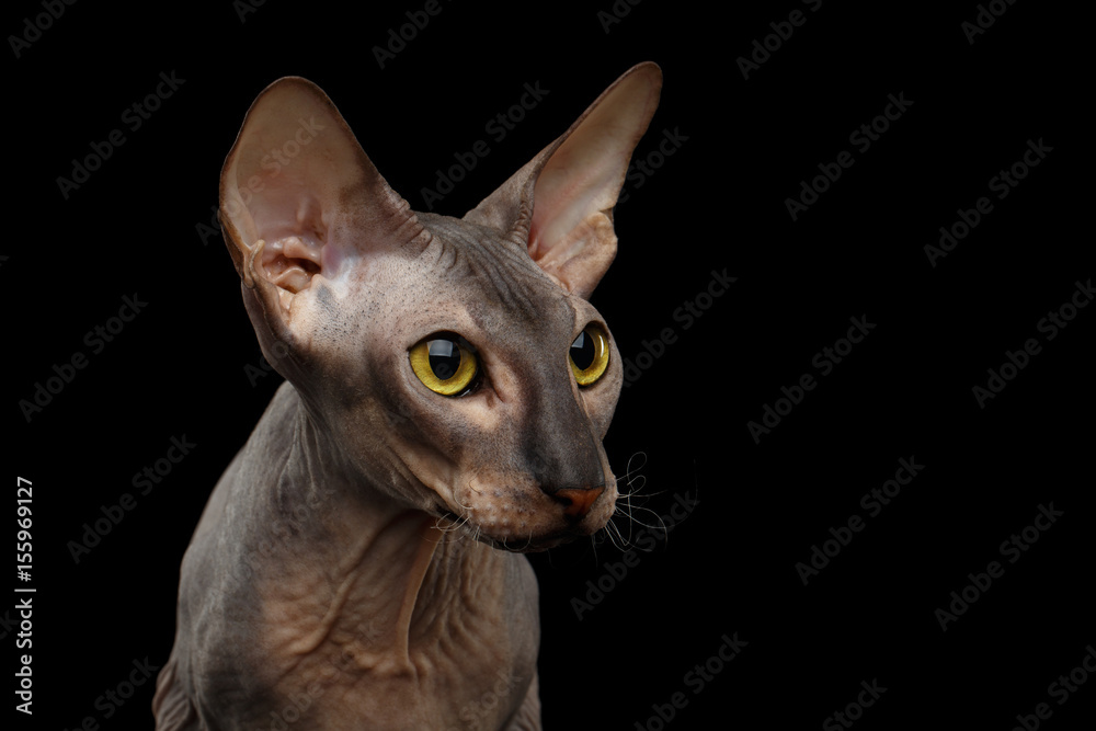 Portrait of Peterbald naked Cat Looking side on isolated black background, profile view