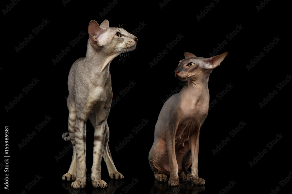 Two Peterbald Cats on isolated black background, female angry looking on male, Curious situation unfaithfulness, front view