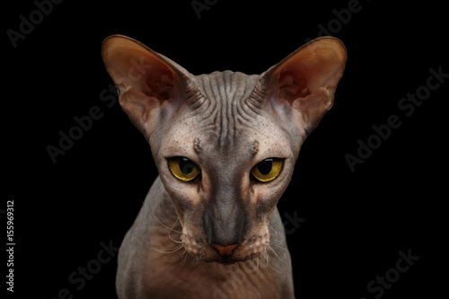 Foto Portrait of Peterbald naked Cat Gazing in camera with magic Yellow eyes on isola