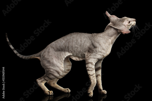 Peterbald Cat Standing and Shake head with funny ears on isolated black background, side view