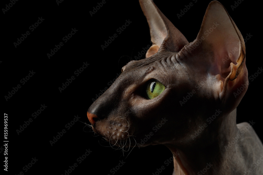 Close-up Portrait of Peterbald naked Cat Looking his Green eyes on isolated black background, profile view