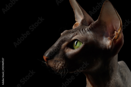 Close-up Portrait of Peterbald naked Cat Looking his Green eyes on isolated black background  profile view