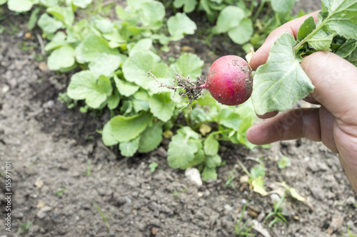 close up of hand harvesting a red radish
