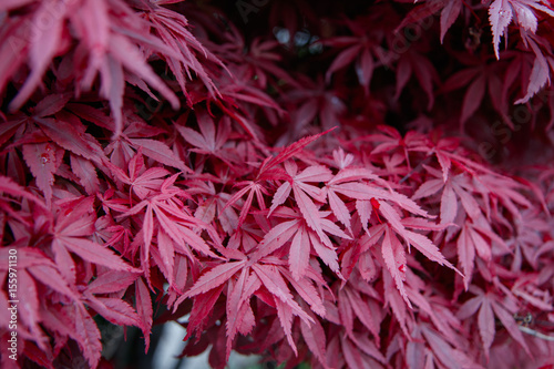Japanice maple with red leaves ,acer palmatum photo