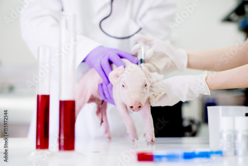 Fototapeta Naklejka Na Ścianę i Meble -  Pig examination at laboratory. Healthcare industry, veterinarian checking pig health.