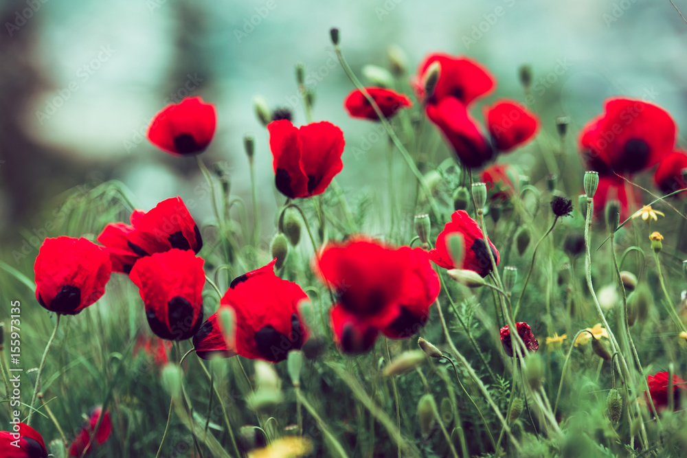 Fototapeta premium MAK