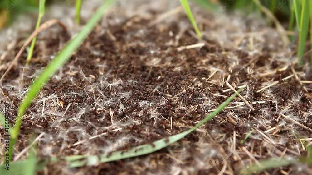 Anthill, red wood ants close-up. Anthill, red wood ants close-up.
